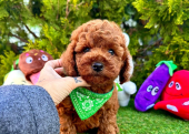 Dark brown toy poodle yavru